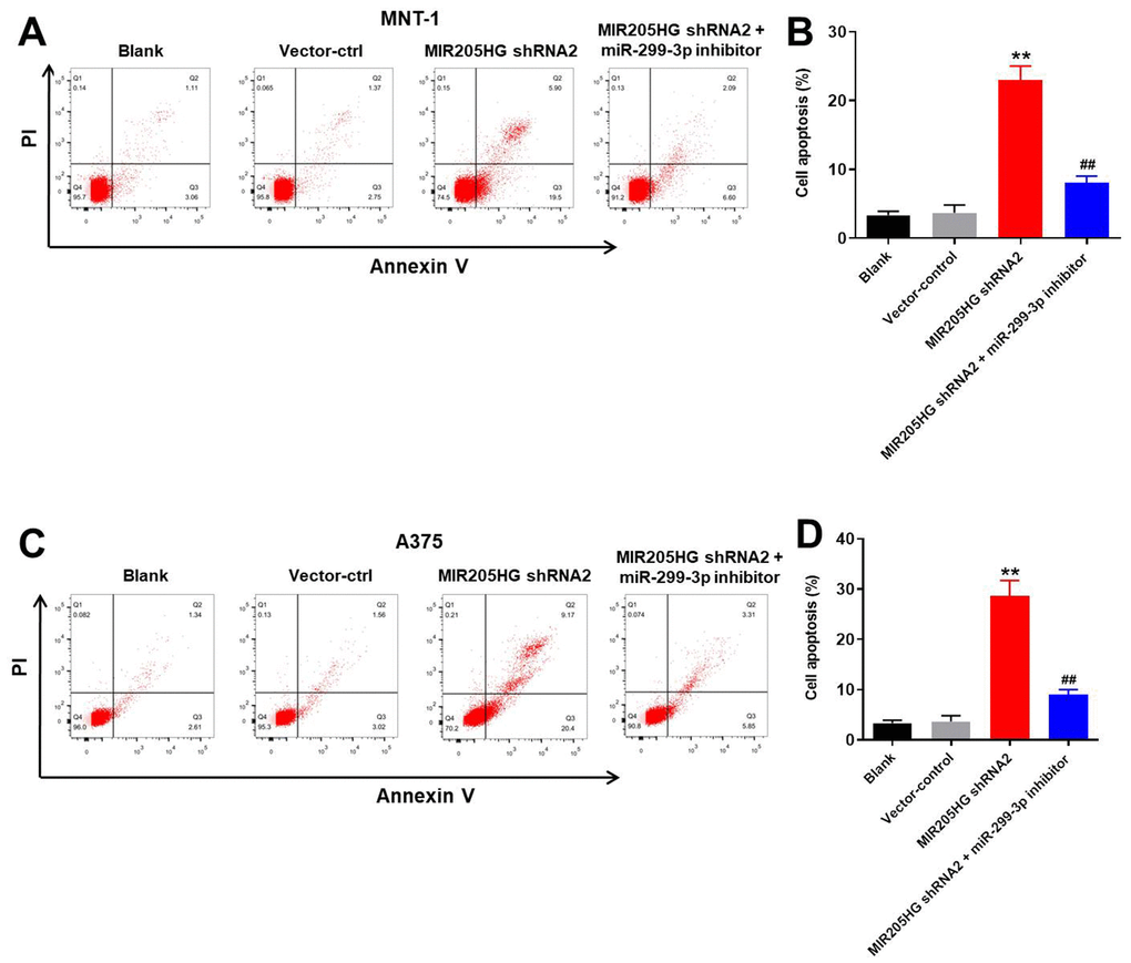 Silencing of MIR205HG promotes apoptosis in melanoma cells. Representative FACS plots show Annexin-V FITC (X-axis) and propidium iodide (PI; Y-axis) stained (A, B) control and MIR205HG shRNA2-transfected A375 cells and (C, D) control and MIR205HG shRNA2-transfected MNT-1 cells. The apoptotic rate was calculated based on the percentage of Annexin-V+ PI+ and Annexin-V+ PI- cells in each group. All experiments were performed thrice. **P##P
