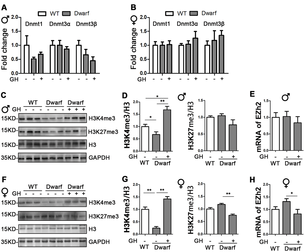 Impact of early life GH intervention on hepatic expressions of DNMTs and H3 methylation on lysine 4 and 9 in Ames dwarf mice. (A, B) Hepatic DNMTs mRNA expression is shown for 20-month-old males (A) and females (B). (C, F) Representative western blots in males (C) and females (F). (D, G) Quantification of hepatic H3K4me3 and H3K27me3 in Ames dwarf males (D) and females (G) mice upon early-life GH intervention. (E, H) mRNA level of EZH2 in males (E) and females (H) of Ames dwarf mice. mRNA analysis data (means ± sem) (A, B, E, H) are normalized to GAPDH and expressed as fold change compared with wild type (WT) control (defined as 1.0). Protein quantification data (means ± SEM) (D, G) are normalized to histone H3 and expressed as fold change compared with WT control (defined as 1.0), n=6 mice for each group. Data are means ± SEM. * p p 