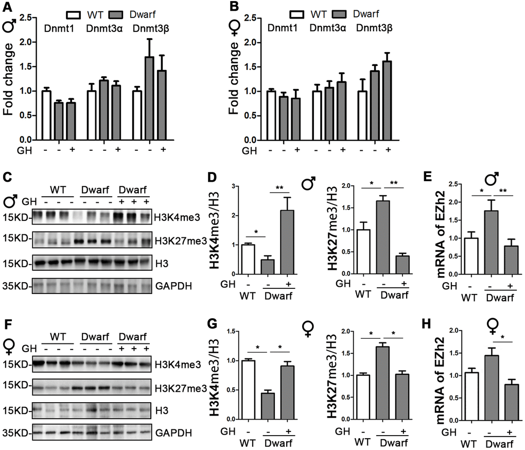 Early-life GH intervention effects brain expression of DNMTs and H3 methylation on lysine 4 and 27 in Ames dwarf mice. (A, B) Brain DNMTs expression is shown for 20-month-old males (A) and females (B). (C, F) Representative western blots in males (C) and females (F). (D, G) Quantification of brain H3K4me3 and H3K27me3 in Ames dwarf males (D) and females (G) mice upon early-life GH intervention. (E, H) mRNA level of EZH2 in males (E) and females (H) of Ames dwarf mice. mRNA analysis data (means ± sem) (A, B, E–H) are normalized to GAPDH and expressed as fold change compared with WT control (defined as 1.0). Protein quantification data (means ± SEM) (D, G) are normalized to histone H3 and expressed as fold change compared with WT control (defined as 1.0). n=6 mice for each group. Data are means ± SEM. * p p 