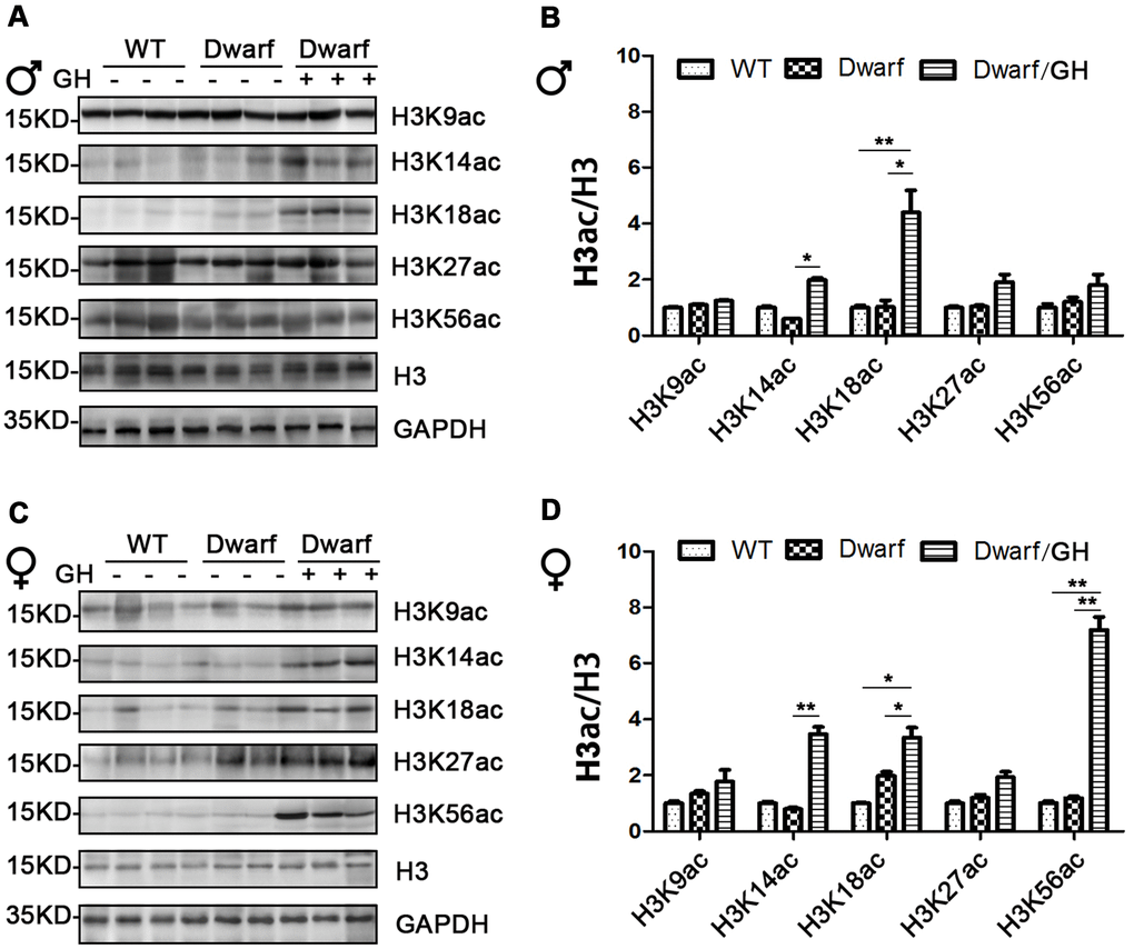 Hepatic histone H3 acetylation changes in Ames dwarf mice upon early-life GH intervention. (A, C) Representative western blots in Ames dwarf males (A) and females (C) mice upon early-life GH intervention. (B, D) Quantification of acetylation of histone H3 in males (B) and females (D). Protein quantification data (means ± SEM) are normalized to histone H3 and expressed as fold change compared with WT control (defined as 1.0), n=6 mice for each group. Data are means ± SEM. * p p 