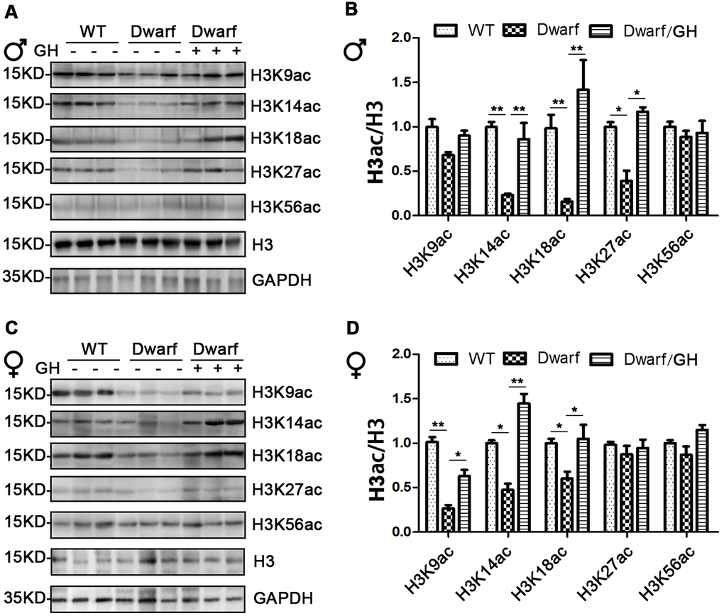 Brain histone H3 acetylation altered in Ames dwarf mice upon early-life GH intervention. (A, C) Representative western blots in males (A) and females (C) mice upon early-life GH intervention. (B–D) Quantification of acetylation of histone H3 in males (B) and females (D). Protein quantification data (means ± SEM) are normalized to histone H3 and expressed as fold change compared with WT control (defined as 1.0), n=6 mice for each group. Data are means ± SEM. * p p 