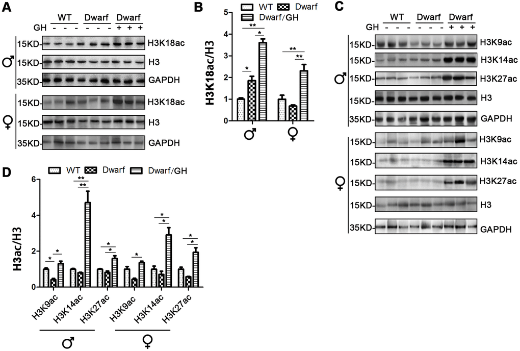 Histone H3 acetylation changes in white adipose tissues of Ames dwarf mice upon GH intervention at early age. (A, C) Representative western blots in visceral adipose tissue (A) and subcutaneous adipose tissue (C) in mice upon early-life GH intervention. (B, D) Quantification of acetylation of histone H3 in visceral adipose tissue (B) and subcutaneous adipose tissue (D). Protein quantification data (means ± SEM) are normalized to histone H3 and expressed as fold change compared with WT control (defined as 1.0), n=6 mice for each group. Data are means ± SEM. * p p 