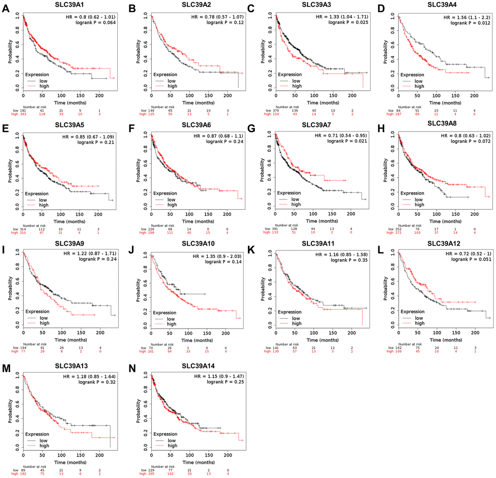 The prognostic values (OS) of SLC39A members in patients with lung squamous cell carcinoma using Kaplan-Meier plotter. SLC39A1 – SLC39A14 (A–N). OS, overall survival; SLC39A, solute carrier family 39.