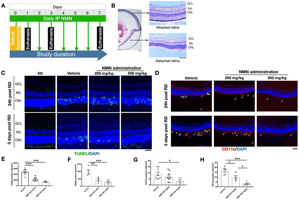 Protective effects of NMN administration in the early phase of retinal detachment (RD). (A) A flow chart for the in vivo experiments. (B) schematic anatomy of a mouse eye by hematoxylin and eosin (HE) staining showing a bullous after successful RD surgery. Scale bar: 50 μm. (C, E, F) TUNEL+ cells (green) were seen with the highest numbers in vehicle-treated retinas and lowest in the 500 mg/kg NMN-treated retinas at both 24h (E) and three days (F) post RD. Nuclei were counterstained with DAPI (blue). N = 4 to 8 eyes per group. Scale bar: 50 μm. (D, G, H) CD11b+ macrophages (red) infiltrated in the subretinal space after RD, NMN administration significantly reduced the number as soon as 24h post RD (G), and in a dose-dependent manner after three days of RD (H). Nuclei were counterstained with DAPI (blue). N = 5 to 8 eyes per group. Scale bar: 100μm. Statistical significance was analyzed with one-way ANOVA followed by Tukey-Kramer adjustments. *p