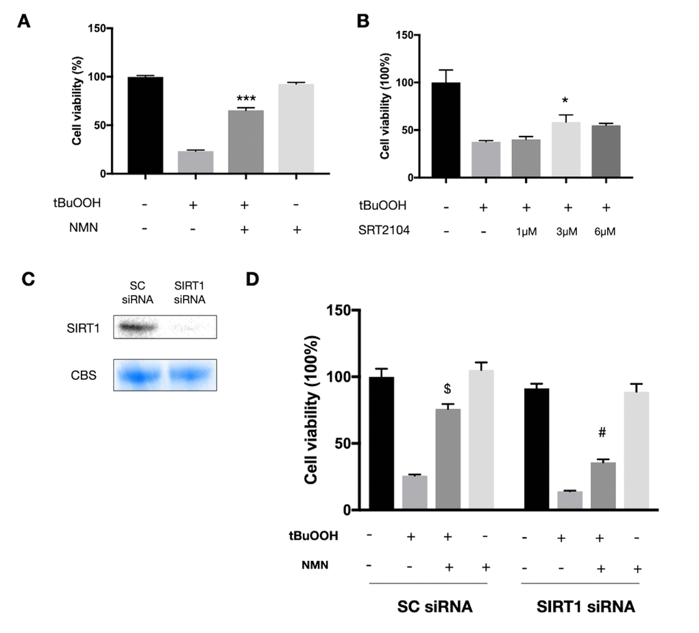 Protected effects of NMN on 661W cells under oxidative stress are partially SIRT1 dependent. (A) NMN administration significantly increased 661W cell viability after ROS insult. ***pB) SRT2104, a SIRT1 direct activator, had a similar effect as NMN in protecting 661W cells from ROS insult. *pC) SIRT1 was knocked down by siRNAs. (D) Silencing SIRT1 by siRNAs attenuated the protective effect of NMN after ROS insult compared to the scrambled (SC) siRNAs control group. $p