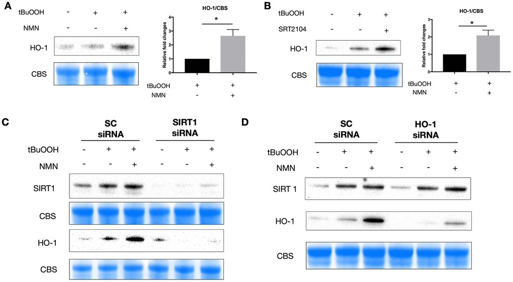 A potential SIRT1/HO-1 signaling under the NMN-treated oxidative stress model. Both NMN (A) and SRT2104 (B) administration significantly increased HO-1 protein levels after ROS insult. N = 4 per group. Statistical significance was analyzed with the unpaired Student's t-test. *pC) Silencing SIRT1 by siRNA almost abolished the induced HO-1 expression by NMN after ROS insult. (D) HO-1 siRNA didn’t alter the expression of SIRT1 by NMN after ROS insult.