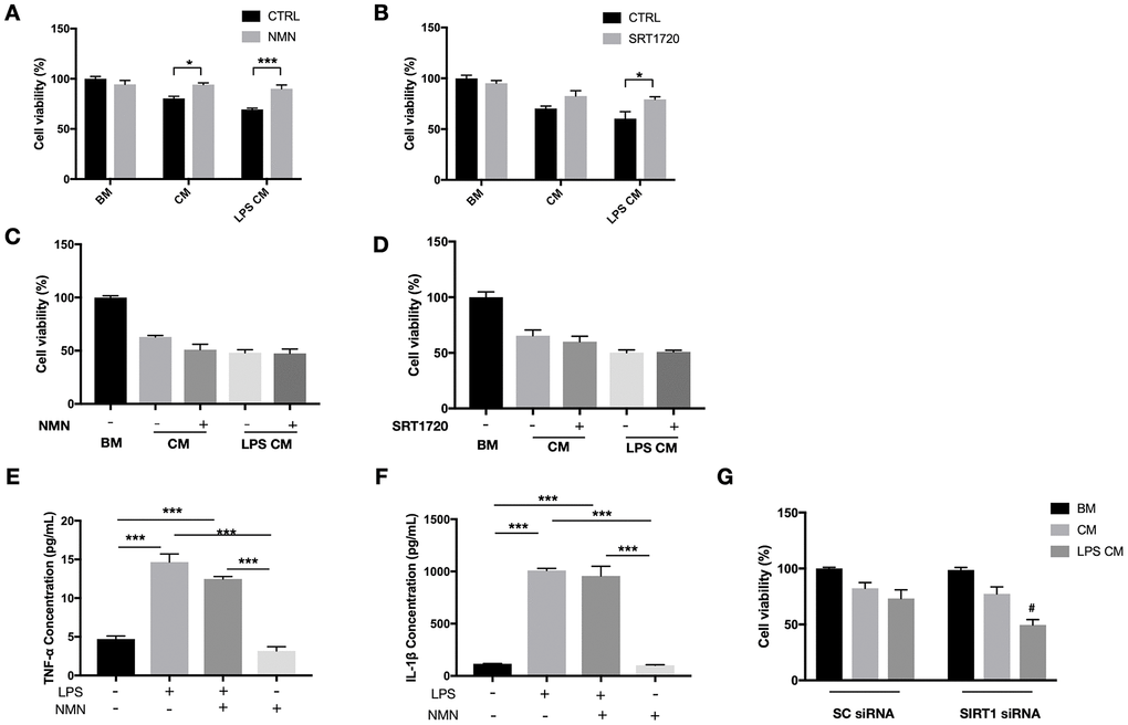 Protective effects of NMN and SIRT1 activation to 661W cells in RAW264.7 conditioned media (CM). (A) NMN administration significantly increased the cell viability of 661W cells in both the LPS treated and untreated RAW264.7 CM. N = 3 to 4 per group. (B) SRT1720 also showed a protective effect to 661W cells in the LPS treated RAW264.7 CM. N = 4 per group. The CM from neither NMN (C) or SRT1720 (D) treated RAW264.7 cells had protective effects to 661W cells. N = 4 to 6 per group. LPS can induce significant increases in both TNF-α (E) and IL-1β (F) expressions, which were not altered by NMN administration. N = 3 per group. (G) SIRT1 siRNA in 661W cells significantly reduced cell viability in the LPS stimulated RAW264.7 CM. #p