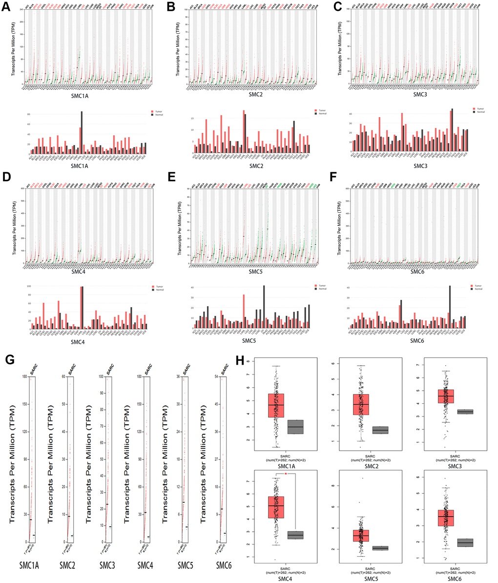 The Expression of SMCs in Sarcoma (GEPIA). (A)The expression of SMC1A in pan-cancer. (B) The expression of SMC2 in pan-cancer. (C) The expression of SMC3 in pan-cancer.(D) The expression of SMC4 in pan-cancer.(E) The expression of SMC5 in pan-cancer.(F) The expression of SMC6 in pan-cancer. (G, H) The expression of SMCs in SARC.