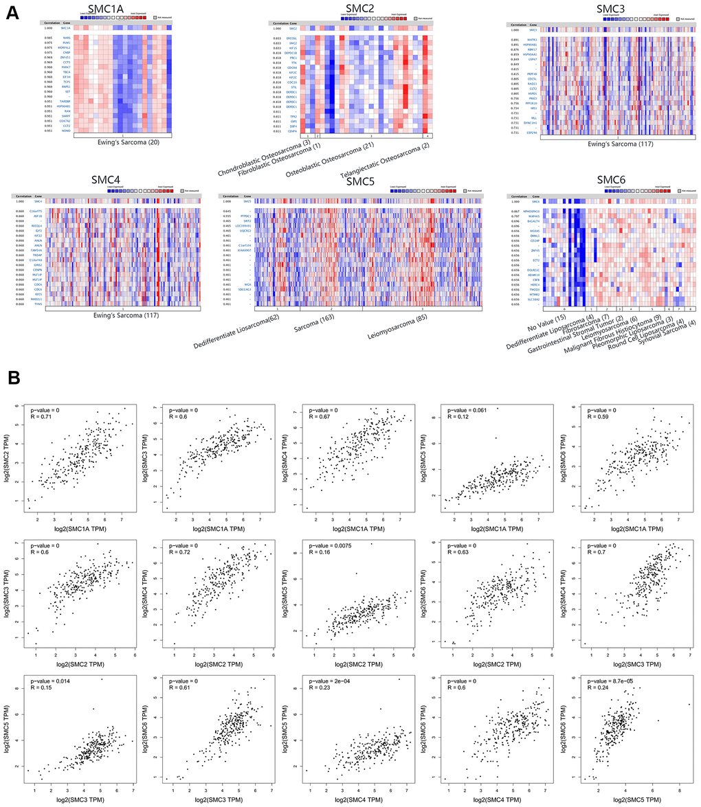 Co-expressed Genes of SMCs, and the Correction between SMCs in Sarcoma (ONCOMINE and GEPIA). (A) Co-expressed genes of SMCs in sarcoma, analyzed by ONCOMINE. (B) The correction between SMCs in sarcoma, analyzed by GEPIA.