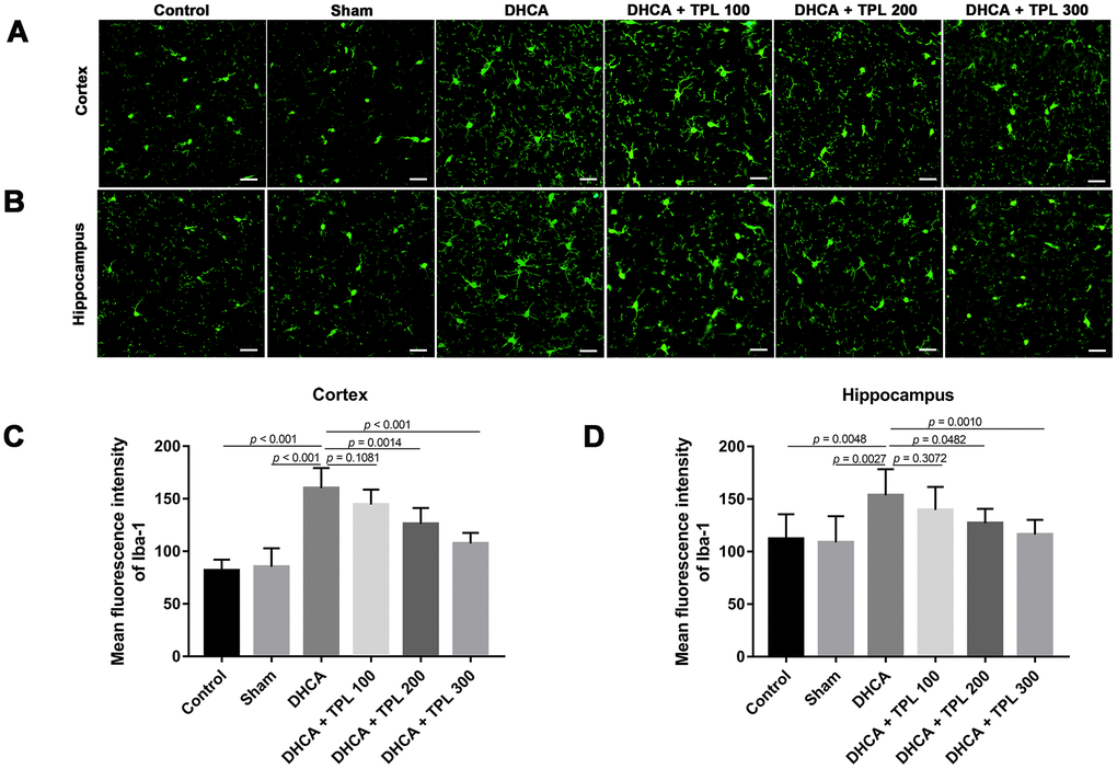 TPL attenuated the activation of microglia in DHCA rats. The effect of TPL on the activation of microglia in cortex (A) and hippocampus (B) after DHCA was detected by immunofluorescence assay. TPL effectively inhibited microglial activation both in cortex (C) and hippocampus (D) after DHCA. Values were presented as x¯±s (n = 10). A difference with P 