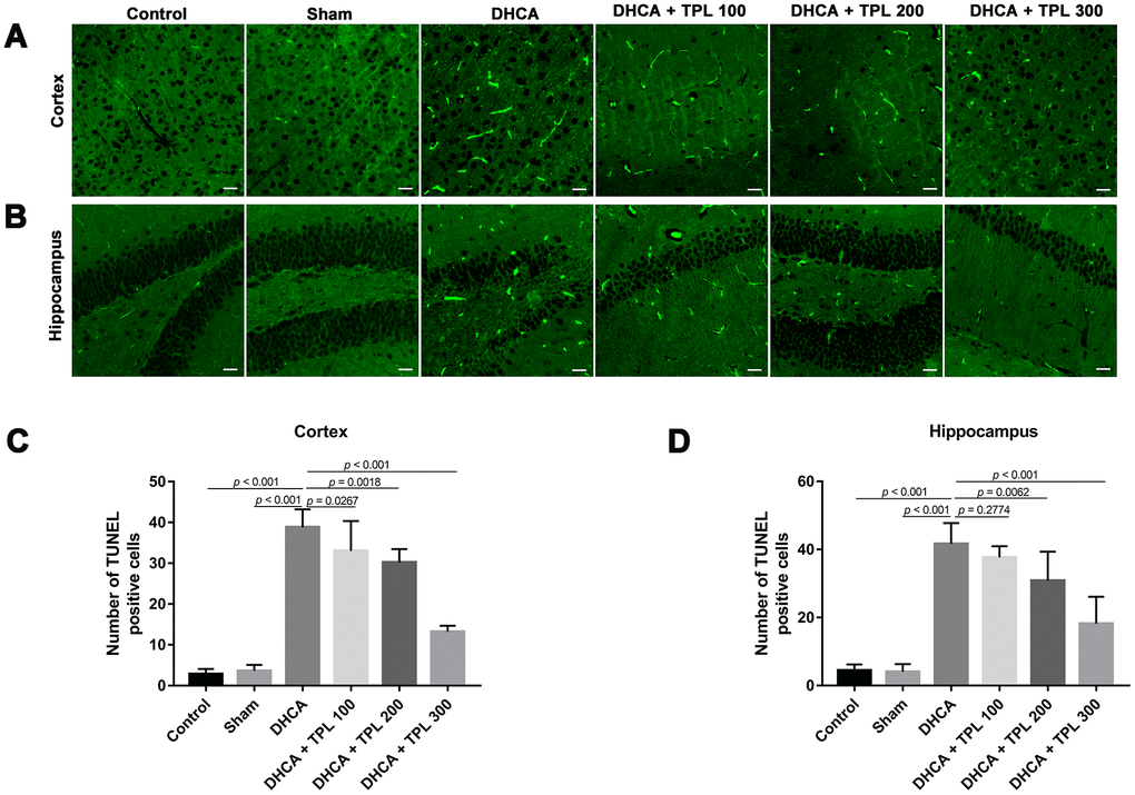 TPL attenuated cell death in the hippocampus and cortex in DHCA rats. The effect of TPL on the cell death in cortex (A) and hippocampus (B) after DHCA was detected by TUNEL assay. TPL significantly reduced cell death both in cortex (C) and hippocampus (D) after DHCA. Values were presented as x¯±s (n = 10). A difference with P 