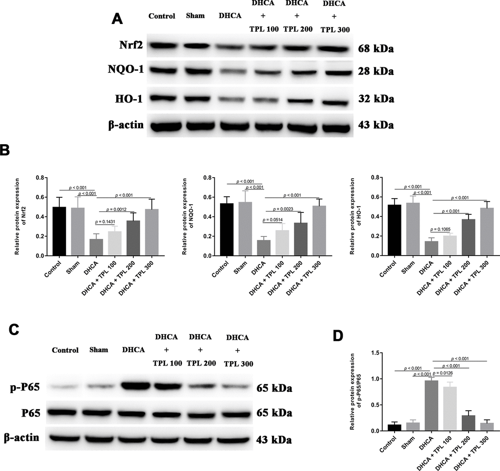 TPL activated Nrf2/NQO-1/HO-1 pathway and inhibited the activation of NF-κB p65 in DHCA rats. The expression of Nrf2 pathway and activation of NF-κB p65 were measured using western blot analysis. The western blots and bar graph summarized data showed that TPL treatment elevated Nrf2 pathway (A, B) and suppressed NF-κB p65 activation (C, D) after DHCA. Values were presented as x¯±s (n = 10). A difference with P 