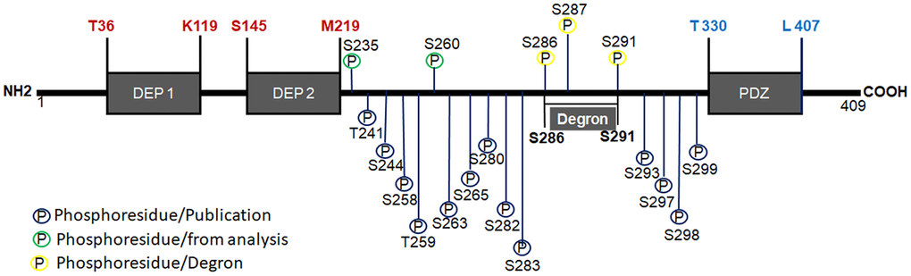 Structure of Deptor. Schematic representation of Deptor and his two DEP domains are indicated as well PDZ domain. Degron motif and phosphorylation residues are indicated. phosphorylation at 15 different residues (T and S) located between the DEP2 and PDZ domain junction and comprising between residues T241-S299, which was determined by spectrometric studies, are also indicated.