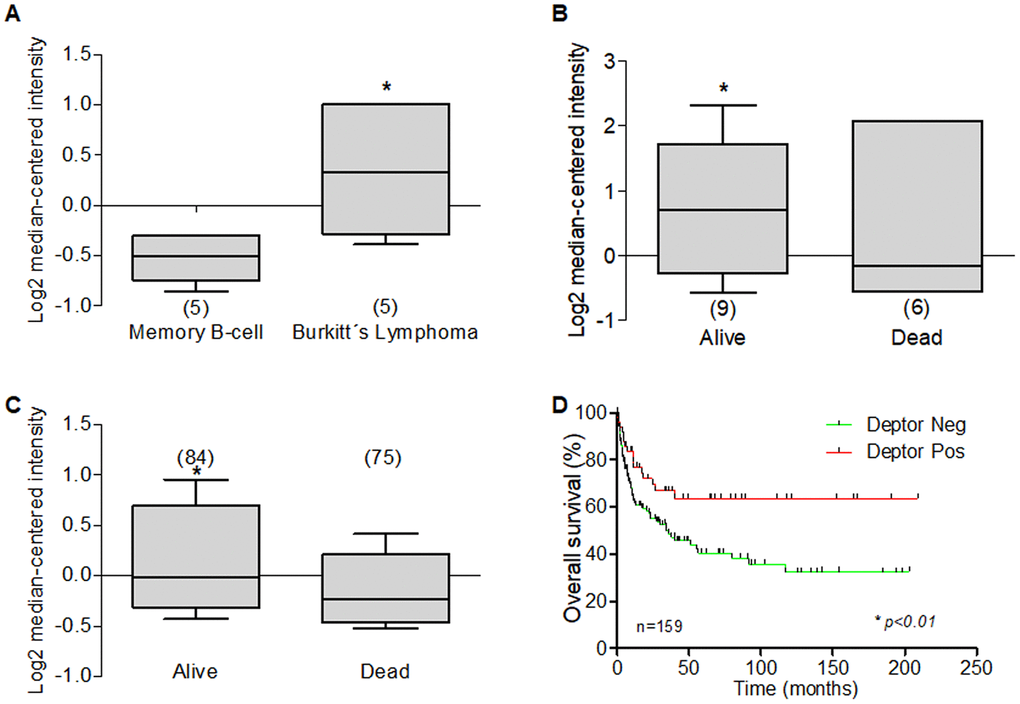 Deptor expression in Burkitt’s Lymphoma. Oncomine analysis was done to revised Deptor expression in Burkitt’s Lymphoma. (A) in Brune et al, analysis, show high Deptor expression Burkitt’s Lymphoma compared to memory b-cell (*pB) In Hummel et al, shows a moderate high Deptor expression the alive patients at 5 years or at total OS (C) (*p=N/S or *pD) Overall survival of patients with DLBCL according to Deptor expression. Number of patients (n) is listed next to the graph (*p>0.01).