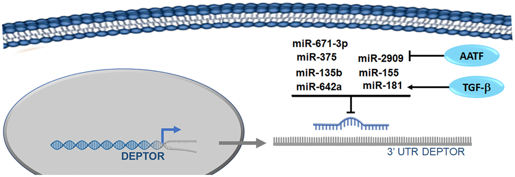 microRNAs involved in the regulation of Deptor. Reported microRNAs involved in the regulation of Deptor revised here are shown.