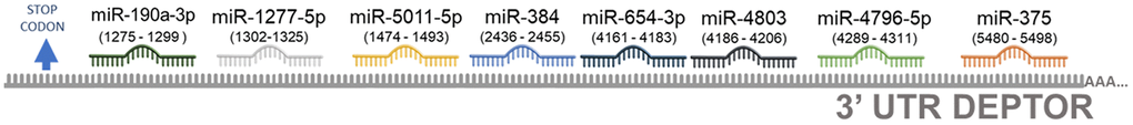 Predicted miRNAs involved in the regulation of Deptor. Schematic representation of predicted miRNAS involved in the Deptor regulation using the database (mirTarBase platform; http://miRTarBase.cuhk.edu.cn/) [143]. A value of p=0.05 for miRNAs whose predicted binding sites in the Deptor 3’UTR region was considerate.