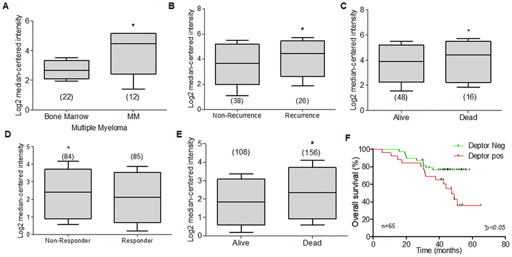 Expression of Deptor in Multiple Myeloma. Oncomine Deptor expression was revised in different reports; (A) Zhan et al, analysis of Deptor Expression. MM shows a higher expression compared to bone marrow cells (*pB) In Carrasco et al, Analysis of Deptor, relationship with disease recurrence and Deptor expression was observed with high Deptor expression compared to non-recurrence (*pC) in Carrasco et al Analysis, we found a moderate high expression of Deptor in Alive patients compared to Dead patients (*pD) in Mullygan et al, analysis shown a responder patient has a moderated high expression of Deptor compared to Non-responders (*pE) In the same data analysis overall survival was shown, and dead patients have an important high expression of Deptor (*pF) Overall survival of patients with MM according to Deptor expression. Number of patients (n) is listed next to the graph (*p).