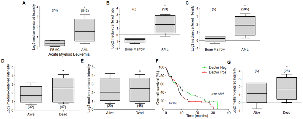 Deptor expression in Acute Myeloid Leukemia. Bioinformatic analysis with Oncomine of Deptor expression on AML was revised. (A–C) three different studies by Hafferlach et al, Andersson et al, and Valk et al, were revised and respectively shows an important higher expression of Deptor in patients with AML compared to controls (PBMC and bone marrow) (*pD–G) Metzeler et al, and Raponi et al, analysis shown overall survival status on relationship with Deptor expression (D, G), dead patients have an important high expression of Deptor (*pE), shows a moderate relationship with high expression of Deptor in dead patients (*p>0.05). (F) Overall survival of patients with AML according to Deptor expression. Number of patients (n) is listed next to the graph (n/s p>0.05).