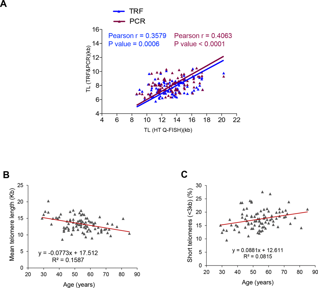 Correlation between HT Q-FISH and PCR and TRF techniques for telomere length measurements. (A) Correlation of telomere length measured by TRF, qPCR and HT Q-FISH in Peripheral blood mononuclear cell (PMBC) samples from 89 individuals. (B, C) Linear regression analysis was used to determine the rate of telomere shortening (B) and the rate of the increase of short telomeres (C) per year in PMBCs. The telomere length data in (B, C) correspond to HT-qFish analysis. The Pearson correlation coefficient and linear regression equation were determined using GraphPad Software.