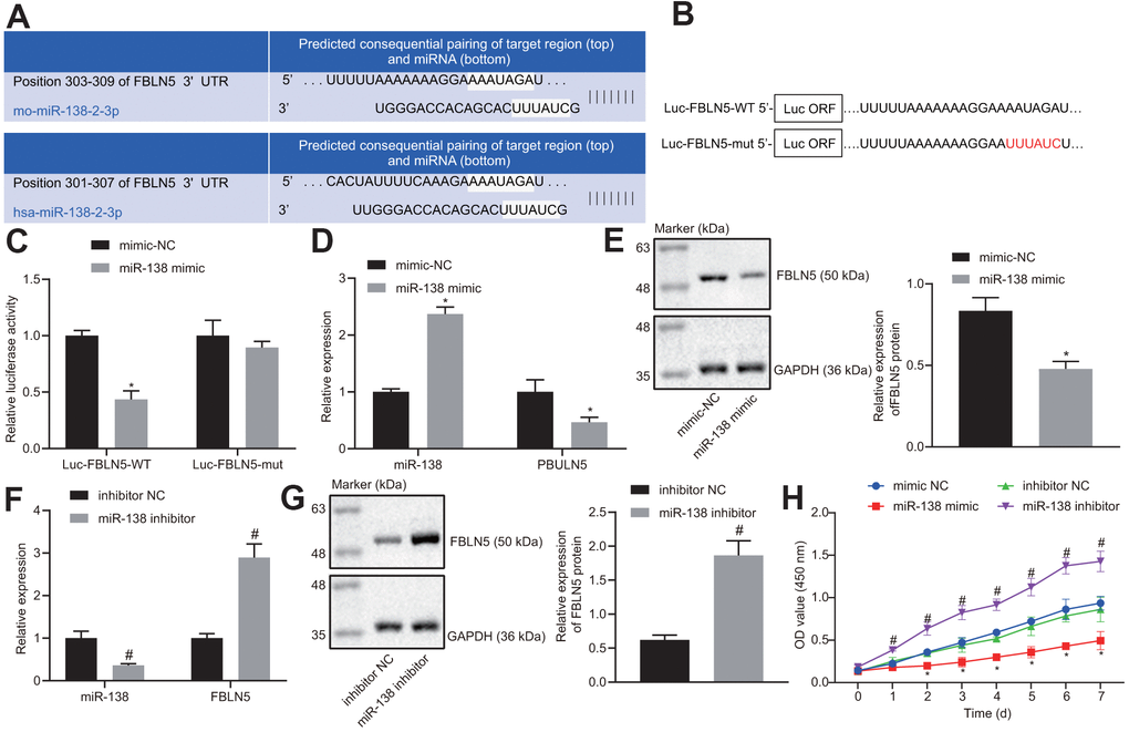 The target relationship between FBLN5 and miR-138 is verified. (A) sequence alignment of miR-138 with potential targeting site in the 3’-UTR of FBLN5 mRNA; (B) Wild-type (Luc-FBLN5-WT) or mutated (Luc-FBLN5-mut) targeting sequences from FBLN5 mRNA 3’-UTR were fused at the 3’ of the luciferase reporter open reading frame (Luc ORF); (C) Luciferase activities of Luc-FBLN5-WT and Luc-FBLN5-mut constructs were measured in BMSCs transfected with mimic NC or miR-138 mimic; (D) miR-138 expression and the mRNA expression of FBLN5 examined in BMSCs transfected with mimic NC or miR-138 mimic by RT-qPCR; (E) the protein expression of FBLN5 examined in BMSCs transfected with mimic NC or miR-138 mimic by western blot analysis; (F) miR-138 expression and the mRNA expression of FBLN5 examined in BMSCs transfected with inhibitor NC or miR-138 inhibitor by RT-qPCR; (G) the protein expression of FBLN5 examined in BMSCs transfected with inhibitor NC or miR-138 inhibitor by western blot analysis; (H) the OD value of BMSCs at the 0-7 d assessed by CCK-8. *p vs. BMSCs treated with mimic NC; #p vs. BMSCs treated with inhibitor NC; statistical data were measurement data, and described as mean ± standard deviation. The unpaired t test was conducted for comparison between two groups. The repeated measures ANOVA was applied for the comparison of data at different time points, followed by Bonferroni’s correction. The experiment was repeated 3 times independently.