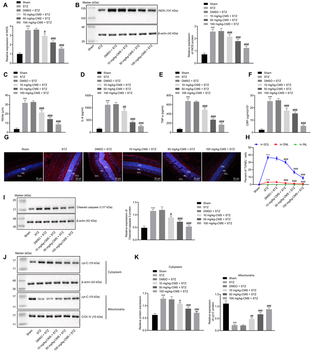 CMS reduced oxidative stress, inflammation, and apoptosis in DR rats. STZ-treated rats were treated with DMSO, 10 mg/kg CMS, 50 mg/kg CMS, and 100 mg/kg CMS. n = 15 per treatment. (A) Expression pattern of iNOS as determined by RT-qPCR in rat retinal tissues, normalized to β-actin. (B) Representative Western blots of iNOS protein and its quantitation in rat retinal tissues, normalized to β-actin. (C) Expression of NO measured by nitrite test in rat retinal tissues. (D–F) Expression patterns of IL-6 (D), TNF-α (E), and CRP (F) measured by ELISA in the cell supernatant. (G, H) Representative images of apoptotic cells (× 400) (scale bar = 25 μm) (G) and cell apoptosis in rat retinal tissues (H) by TUNEL. (I) Representative Western blots of cleaved caspase-3 protein and its quantitation in rat retinal tissues, normalized to β-actin. (J, K) Representative Western blots of Cyt-C protein and its quantitation in the cytoplasm and mitochondria, normalized to β-actin. *p **p ***p #p ##p ###p post hoc test (n = 15). iNOS, inducible nitric oxide synthase; CMS, coumestrol, STZ, streptozotocin; DMSO, dimethyl sulfoxide; NO, nitric oxide; RT-qPCR, reverse transcription-quantitative polymerase chain reaction; IL-6, interleukin-6; TNF-α, tumor necrosis factor α; CRP, C-reactive protein; ELISA, Enzyme linked immunosorbent assay; GCL, ganglion cell layer; INL, inner nuclear layer; ONL, outer nuclear layer; Cyt-C, cytochrome c; ANOVA, analysis of variance; n, number.