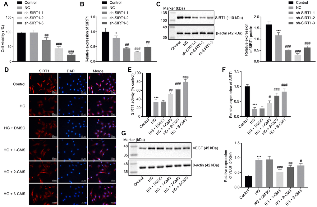 CMS activated the expression of SIRT1 in HG-treated hRMECs. hRMECs were transfected with sh-SIRT1-1, sh-SIRT1-2, or sh-SIRT1-3, and HG-exposed hRMECs were treated with DMSO, 1-CMS, 2-CMS, or 3-CMS, respectively. (A) Cell viability assessed by CCK-8 assay. (B) SIRT1 expression pattern determined by RT-qPCR in hRMECs, normalized to β-actin. (C) Representative Western blots of SIRT1 protein and its quantitation in hRMECs, normalized to β-actin. (D, E) Representative images (× 400) (scale bar = 25 μm) (D) as well as SIRT1 activity and nuclear accumulation in hRMECs (E) detected by immunofluorescence staining. (F) Expression pattern of SIRT1 as determined by RT-qPCR in hRMECs, normalized to β-actin. (G) Representative Western blots of VEGF protein and its quantitation in hRMECs, normalized to β-actin. *p **p ***p #p ##p ###p 