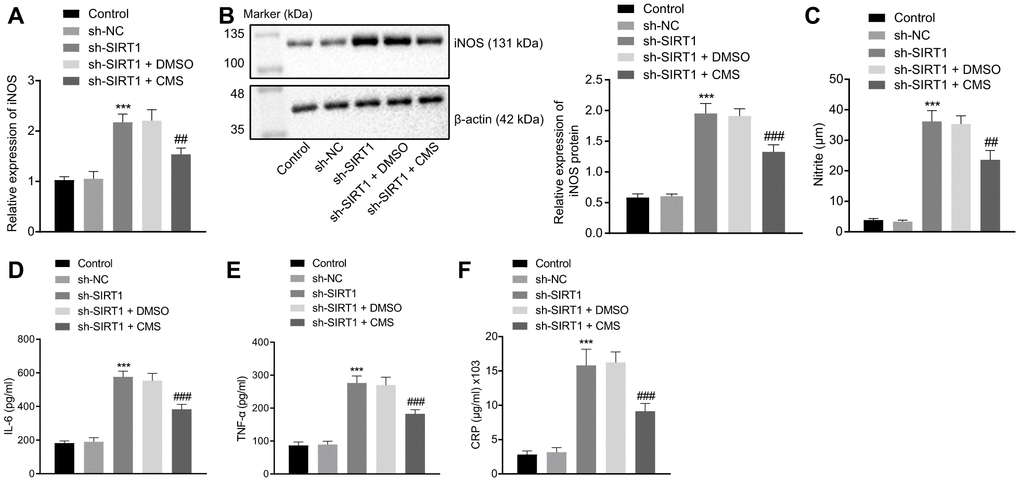 CMS suppressed HG-induced oxidative stress and inflammation in hRMECs through activating SIRT1. hRMECs were treated with sh-NC, sh-SIRT1, sh-SIRT1 + DMSO and sh-SIRT1 + CMS, respectively. (A) Expression pattern of iNOS as determined by RT-qPCR in hRMECs, normalized to β-actin. (B) Representative Western blots of iNOS protein and its quantitation in hRMECs, normalized to β-actin. (C), Expression pattern of NO as determined by nitrite test in hRMECs. (D–F), Expression patterns of IL-6 (D), TNF-α (E), and CRP (F) as measured by ELISA in the cell supernatant. *p **p ***p #p ##p ###p post hoc test. The cell experiments were repeated three times independently. NC, negative control; CMS, coumestrol, HG, high glucose; hRMECs, human retinal microvascular endothelial cells; SIRT1, sirtuin 1; DMSO, dimethyl sulfoxide; RT-qPCR, reverse transcription-quantitative polymerase chain reaction; IL-6, interleukin-6; TNF-α, tumor necrosis factor α; CRP, C-reactive protein; ELISA, Enzyme linked immunosorbent assay; ANOVA, analysis of variance.