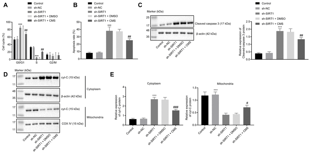 CMS suppressed the apoptosis of HG-treated hRMECs. hRMECs were treated with sh-NC, sh-SIRT1, sh-SIRT1 + DMSO and sh-SIRT1 + CMS, respectively. (A) Cell cycle distribution as determined by flow cytometry analysis. (B) Cell apoptosis as determined by flow cytometry analysis. (C) Representative Western blots of cleaved caspase-3 protein and its quantitation in hRMECs, normalized to β-actin. (D, E) Western blots of Cyt-C protein (D) and its quantitation (E) in the cytoplasm and mitochondria, normalized to β-actin. *p **p ***p #p ##p ###p ost hoc test. The cell experiments were repeated three times independently. CMS, coumestrol; HG, high glucose; hRMECs, human retinal microvascular endothelial cells; NC, negative control; DMSO, dimethyl sulfoxide; SIRT1, sirtuin 1; NO, nitric oxide; Cyt-C, cytochrome c; ANOVA, analysis of variance.