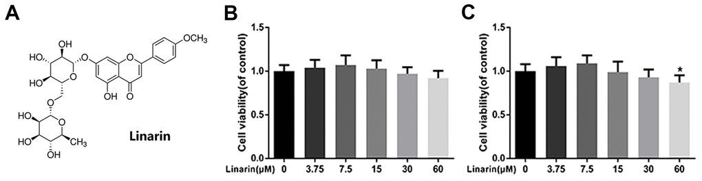 Effect of Linarin on human chondrocytes viability. (A) Chemical structure of Linarin. (B, C) Cytotoxicity of Linarin on chondrocytes at 24h and 48h. The data in the figures represent the averages ± S.D. Significant differences among different groups are indicated as *P 