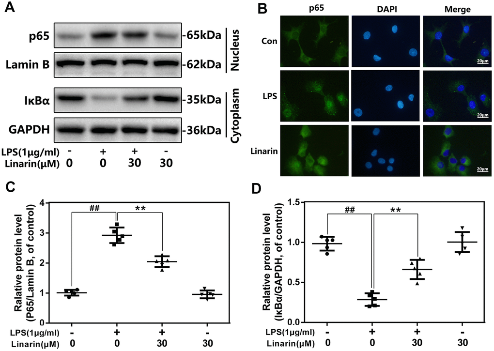 Influence of Linarin in LPS-medicated activation of NF-κB pathway in human chondrocytes. (A, C, D) The protein expressions of IκBα in cytoplasm and p65 in nuclear in chondrocytes treated as above were detected by western blot. (B) The nuclei translocation of p65 was detected by the immunofluorescence combined with DAPI staining for nuclei (scale bar: 20 μm). The data in the figures represent the averages ± S.D. Significant differences among different groups are indicated as ##P P 