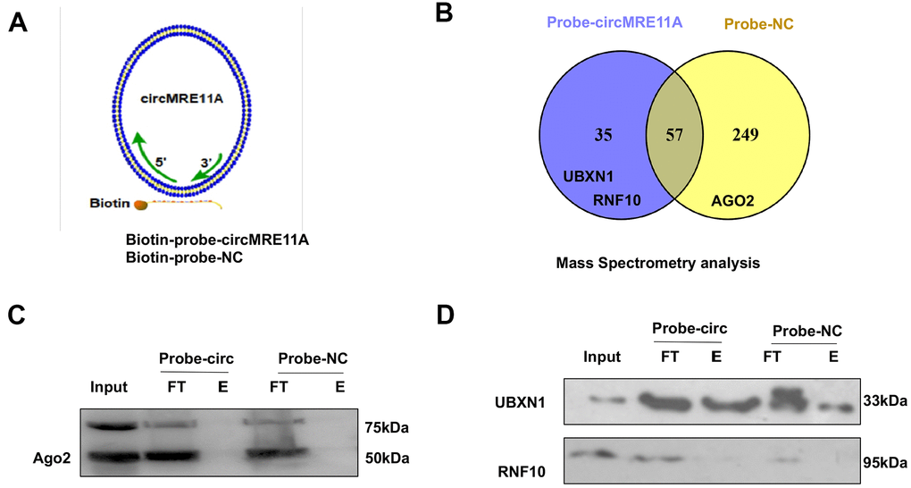 CircMRE11A might bind to UBXN1 but not AGO2. (A). The Biotin-probes using in RNA pull-down were to target the back-splicing junction region of the circMRE11A. This experiment also designed with sufficient Biotin-probe as negative control (NC). (B). The MS analysis confirmed that there was no AGO2 protein in 35 unique proteins of the circMRE11A-probe group compared with the NC-probe group. (C). Western blot showed the AGO2 was not enabled to precipitate by the Biotin-circMRE11A probes from precipitated complexes. (D). We selected the UBXN1 and RNF10 in 35 unique proteins of circMRE11A group. The precipitated complexes were further confirmed by Western blot, only UBXN1 was determined at the higher level in the circMRE11A-probe group compared with controls, but not RNF10. The results were consistency with MS analysis. Input was total proteins as an internal control.