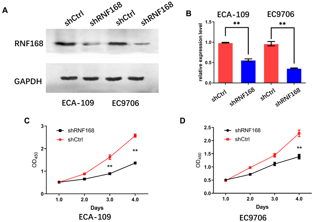 Effects of RNF168 knockdown on the in vitro proliferation of esophageal cancer cells. (A) Western blot and (B) qPCR demonstrated that RNF168 was successfully knocked down in ECA-109 and EC9706 cells; (C, D) cell proliferation measured by the CCK-8 assay. Data are expressed as the mean ± SD of independent experiments. ** P