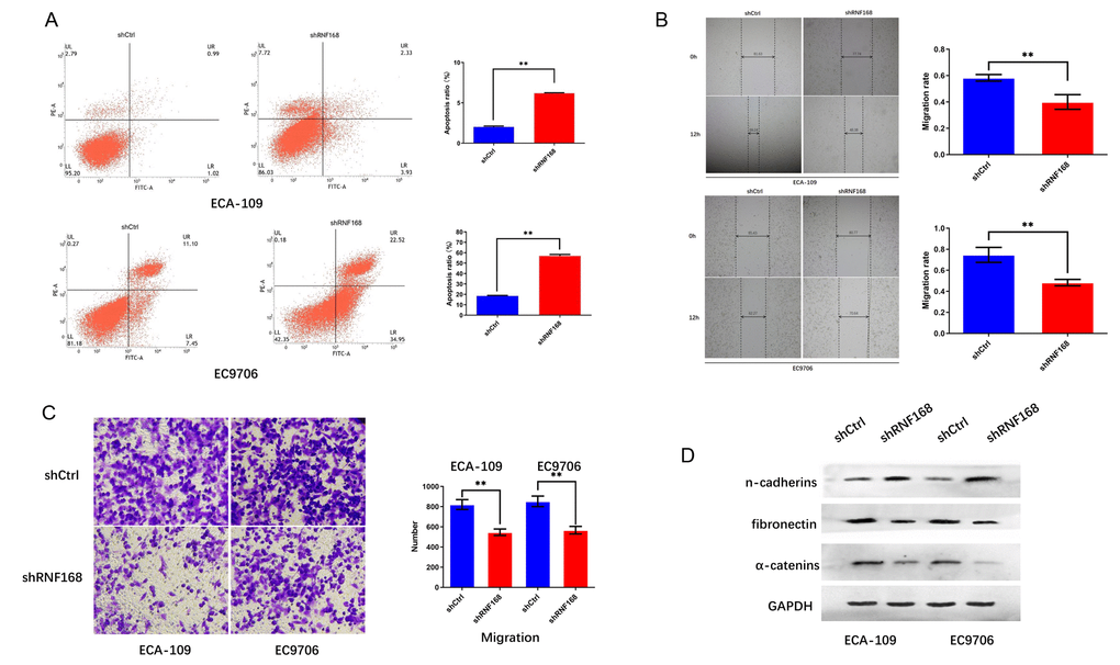 RNF168 knockdown inhibits apoptosis and migration of esophageal cancer cells. (A) Apoptosis of ECA-109 and EC9706 cells determined by flow cytometry after transduction with shCtrl or ShRNF168 lentiviruses; (B) and (C) migration capacity of the cells measured by the scratch assay (width in μm) and the transwell assay; (D) Expression levels of n-cadherins, fibronectin and α-catenins determined by Western blot. Data are expressed as the mean ± SD of independent experiments. * p