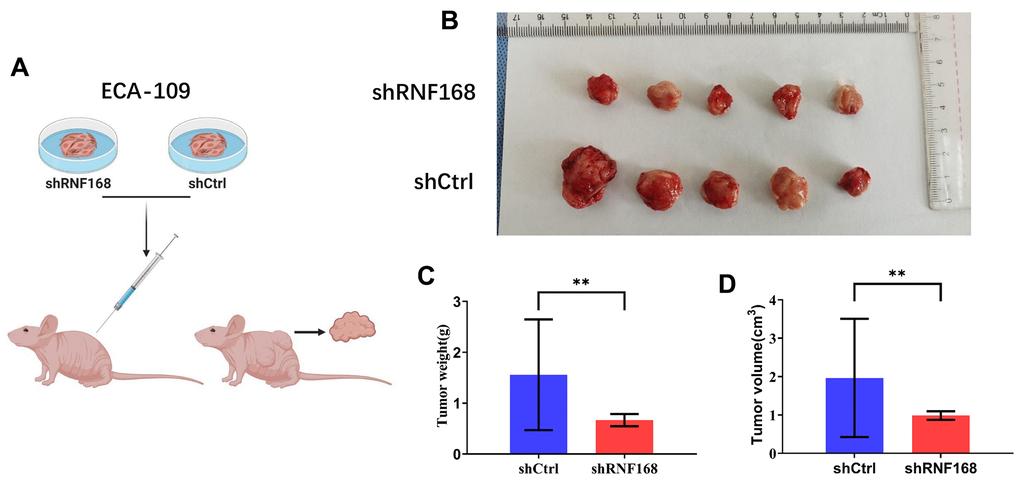 (A) RNF168-silenced and control Eca-109 cells were injected into nude mice; (B) Gross appearance of the tumors in nude mice injected with ECA-109/shCtrl or ECA-109/RNF168 cells. Weight (C) and volume (D) of tumors in nude mice transplanted with ECA-109/shCtrl or ECA-109/RNF168 cells. **, P