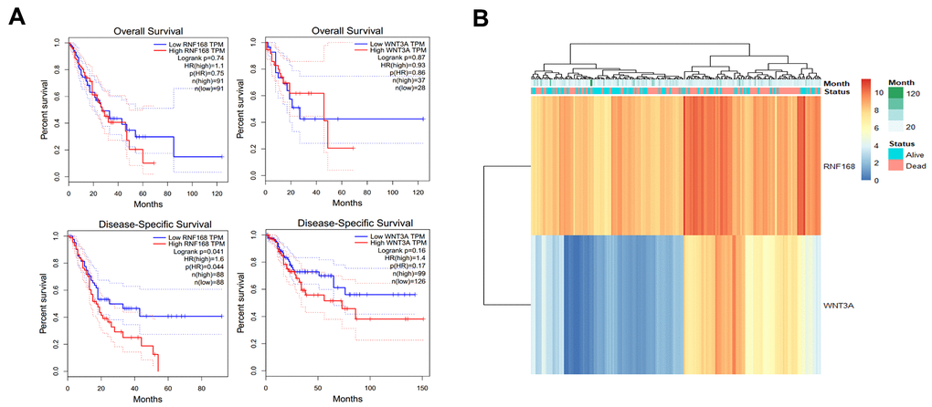(A) TCGA database analysis of RNF168 and WNT3A mRNA expression levels and OS and DSS curves in patients with esophageal squamous cell carcinoma; (B) heat maps showing WNT3A and RNF168 expression levels and survival in 184 patients.