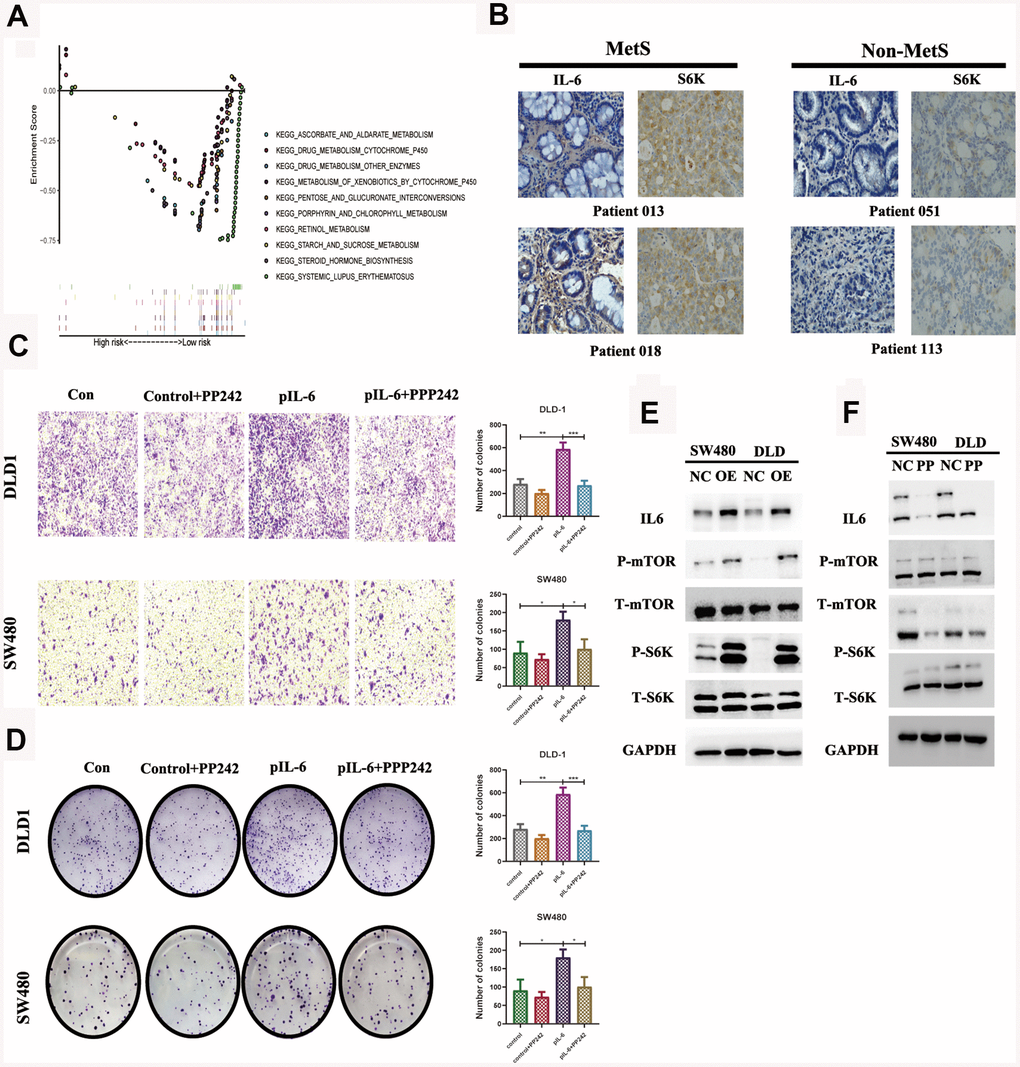IL6 promotes oncogenic growth in CRC by stimulating mTOR signaling. (A). GSEA of IL6 in the TCGA CRC cohort; (B). Immunohistochemical staining of IL6 in MetS and non-MetS CRC patients; IL6 promotes growth-factor-induced migration (C) and invasion of CRC cells (D). Cancer cells with or without IL6 overexpression were treated with or without PP242; (E) IL6 promoted mTOR signaling in colorectal cancer cells. SW480 and DLD1 expressing ectopic IL6 or vector were analyzed for mTOR signaling by immunoblotting for P-mTOR and P-S6K. GAPDH was used as a loading control; (F) Pharmacological inhibition of mTOR signaling by PP242 abrogated IL6 overexpression-induced activation of mTOR signaling. SW480 and DLD1 cells were transfected with IL6 shRNAs or a control shRNA and then treated with PP242. Their effect on mTOR signaling was analyzed by immunoblotting.
