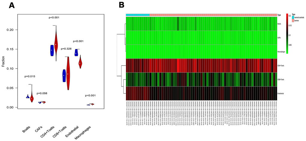 Analysis of different tumor-infiltrating cells in the TARGET-RTK cohort. (A) Violin plot comparing the proportions of TICs between normal and RTK samples. Horizontal and vertical axes represent TICs and relative percentages. Blue and red colors represent normal and tumor samples, respectively. Data were assessed by Wilcoxon rank-sum test. (B) Heat map of different TICs in the TARGET-RTK cohort. Abbreviation: TIC, tumor-infiltrating cell.