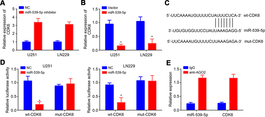MiR-539-5p targeted CDK6. (A, B) Relative expression of CDK6 after transfection with miR-539-5p inhibitors or mimics. (C) Predicted binding site in CDK6 with miR-539-5p through TargetScan. (D, E) Luciferase reporter assay and RIP assay were conducted to validate the interaction between miR-539-5p and CDK6. *P