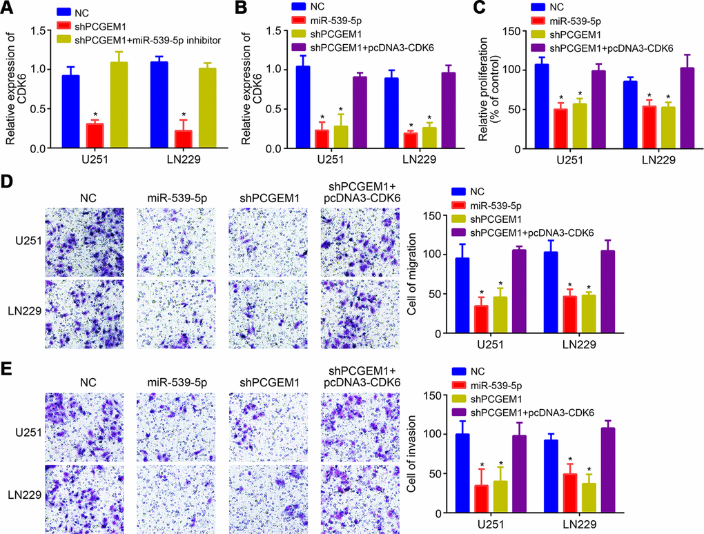 PCGEM1 promoted glioma progression through miR-539-5p/CDK6 pathway. (A, B) Relative expression of CDK6 after transfection of indicated vectors. (C) CCK8 assay for proliferation. (D, E) Transwell assay for analysis of cell migration and invasion. *P