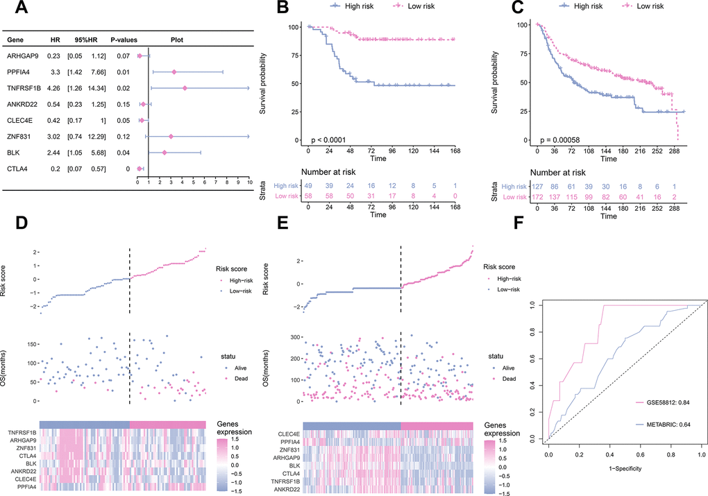 TME signature is a promising marker of survival in TNBC patients. (A) the HR and P-value from the eight genes in the prognostic model. (B) The survival curves for patients with high-risk and low-risk in the training set. (C) The survival curves for patients with high-risk and low-risk in the validation set. (D) Distribution of risk scores, survival profiles, and heat maps showing characteristic expressions of the low and high risky groups in the training set. Top panels indicate risk scores of patients. Middle panels depict survival status and survival time of patients distributed by risk score. Bottom panels display heatmap of expression for eight predictive factors distributed by risk score. (E) Distribution of risk scores, survival profiles, and heat maps showing characteristic expressions of low- and high-risk groups in the validation set. (F) Comparison of the predictive accuracy of the training set (GSE58812) and the validation set (METABRIC).