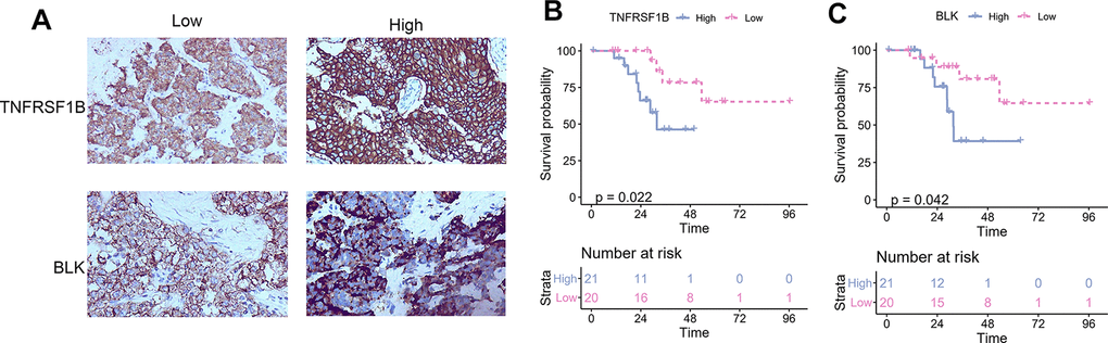 The correlation between TNFRSF1B and BLK expression levels and TNBC prognosis. (A) Representative immunohistochemical figure showed the high and low expression of TNFRSF1B and BLK. (B) The correlation between TNFRSF1B expression levels and TNBC prognosis. (C) The correlation between BLK expression levels and TNBC prognosis.