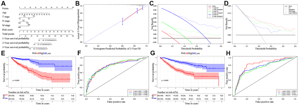 Establishment and validation of the nomogram for predicting overall survival of CRC patients in the TCGA and GSE39582 cohorts. (A) Nomogram with the ten-IRG prognostic risk score, TNM stages and age for predicting the 1-year, 3-year, and 5-year OS of CRC patients. In the nomogram, each variable is assigned a score. The sum of scores for all variables is used to predict the probability of survival of the CRC patients. (B) Calibration plot shows the comparison between nomogram predicted and actual 3-year OS of the TCGA cohort. (C) Decision curve analysis shows the predicted 1-year, 3-year and 5-year overall survival of CRC patients based on the nomogram. (D) Decision curve analysis shows the predicted 1-year, 3-year, and 5-year OS of CRC patients based on the nomogram, TNM stage only, and age plus ten-IRG signature. (E) Kaplan–Meier survival curves show the overall survival of CRC patients in the TCGA cohort based on the nomogram. (F) Time-dependent ROC curves show the accuracy of overall survival prediction in the TCGA cohort based on the nomogram. (G) Kaplan–Meier survival curves show the overall survival of CRC patients in the GSE39582 cohort based on the nomogram. (H) Time-dependent ROC curves show the accuracy of overall survival prediction in the GSE39582 cohort based on the nomogram.