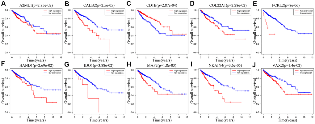 Correlation between the expression levels of individual IRGs from the ten-IRG prognostic signature and OS of CRC patients in the TCGA database. Kaplan-Meier survival plots show OS of CRC patients with high (red line) and low (blue line) expression of the ten individual IRGs. Kaplan-Meier survival curves for (A) A2ML1, (B) CALB2, (C) CD1B, (D) COL22A1, (E) FCRL2, (F) HAND1, (G) IDO1, (H) MAP2, (I) NKAIN4, (J) VAX2. Note: p