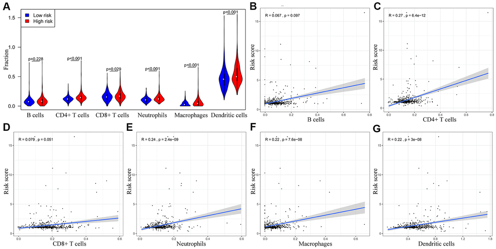 The abundance of six immune cell types in the CRC tissues correlates with the risk scores according to the ten-IRG prognostic signature. (A) The abundance of six immune cell types (B cells, CD4+ T cells, CD8+ T cells, macrophages, neutrophils, and dendritic cells) in the high and low risk groups based on the ten-IRG prognostic signature. (B–G) The correlation between the ten-IRG prognostic signature and the abundance of B cells, CD4+ T cells, CD8+ T cells, macrophages, neutrophils, and dendritic cells in the CRC tissues.