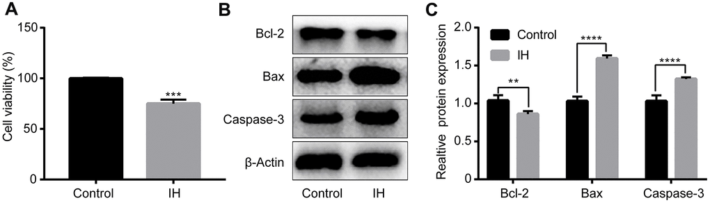 Intermittent hypoxia induces H9c2 cell injury. H9c2 cells were cultured under IH. (A) Cell viability were evaluated by CCK8 assay. (B, C) Cell apoptosis-related proteins were tested by western blotting assays. IH: Intermittent hypoxia. Data are represented as the mean ± SD from three independent experiments. * p 