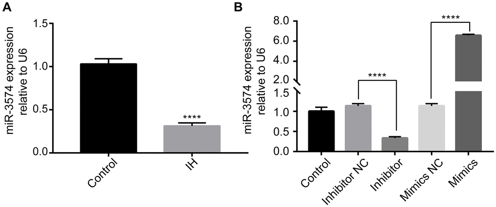 IH reduces miR-3574 expression, and miR-3574 is differentially expressed in H9c2 cardiomyocytes after cell transfection. (A) The expression of miR-3574 was detected by RT-qPCR. (B) Cells were transfected with miR-3574 inhibitor, miR-3574 mimics, and scrambled control. Relative miR-3574 expression was normalized to U6. IH: intermittent hypoxia. Data are represented as the mean ± SD from three independent experiments. * p 