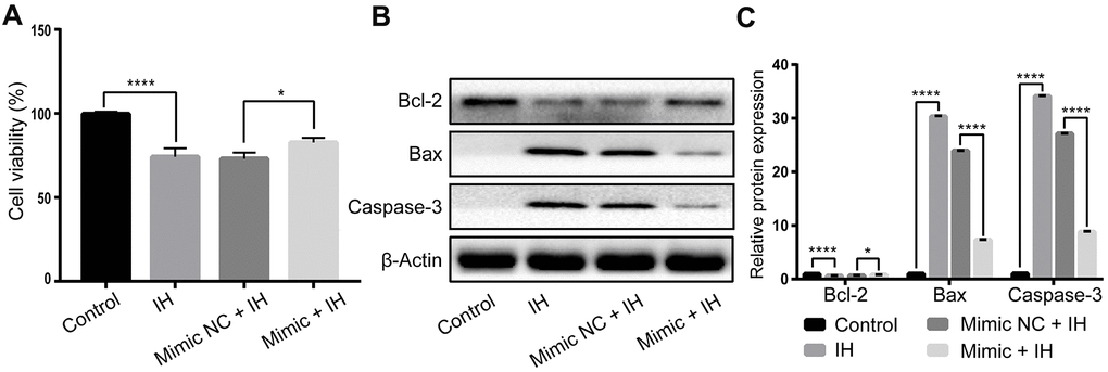 miR-3574 attenuates IH-induced cells injury in H9c2 cardiomyocytes. H9c2 cells were exposed to IH after transfection of miR-3574 mimics, and negative control. (A) Cell viability. (B, C) The expression of apoptosis-related proteins. NC: negative control. IH: intermittent hypoxia. Data are represented as the mean ± SD from three independent experiments. * p 
