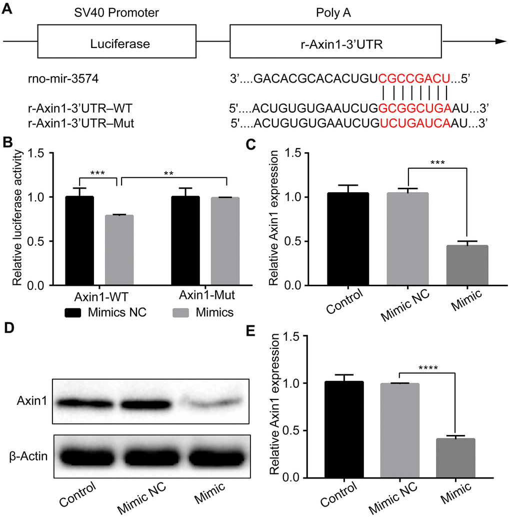 Axin1 is a target of miR-3574, and Axin1 could be inhibited by miR-3574 in H9c2 cells. (A) The potential binding site between miR-3574 and the 3’-UTR of Axin1. (B) Luciferase reporter assay was conducted by co-transfection of luciferase reporter containing 3’-UTR of Axin1 with miR-3574 mimic into 293T cells. (C–E) H9c2 cells were transfected with miR-3574 mimics or corresponding control. Expressions of Axin1 were examined by western blot analysis and RT-qPCR, respectively. NC: negative control. Data are represented as the mean ± SD from three independent experiments. * p 