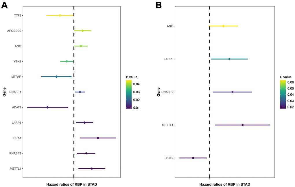 Univariate (A) and multivariate (B) Cox regression analyses for identification of key prognosis-related RBPs. X-axis: HR (95% CI); Y-axis: RBPs.