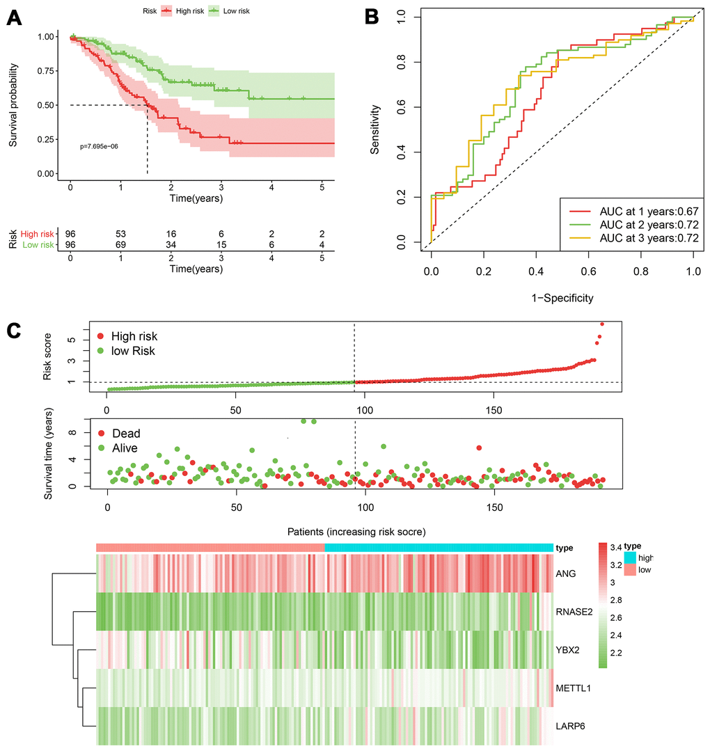 The performance of the 5-RBP risk model in the training TCGA cohort. (A) Survival curve for low- and high-risk groups; (B) Time-ROC curves of overall survival for validation; (C) Risk score distribution (upper), survival status (middle) and expression heatmap (bottom).